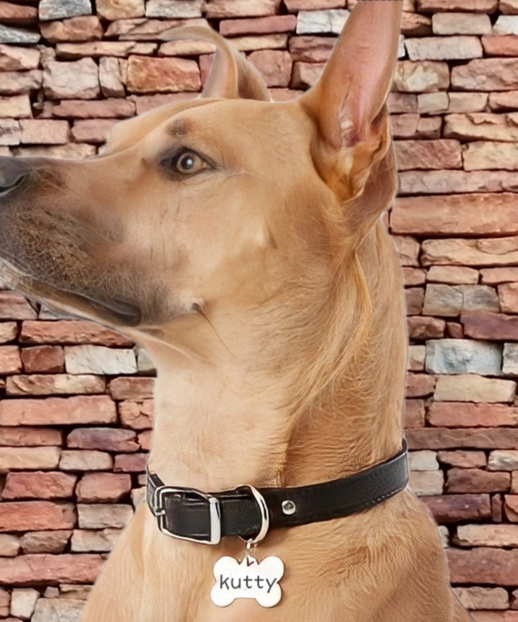 Customized Dog Neck Chain Animals & Pet Supplies